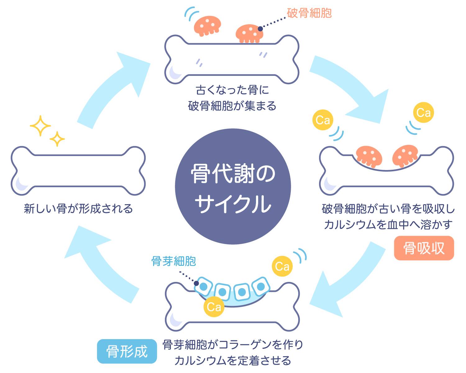 骨代謝