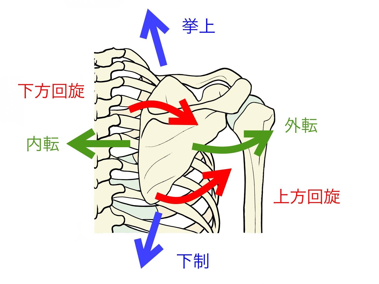 肩甲骨の動く方向