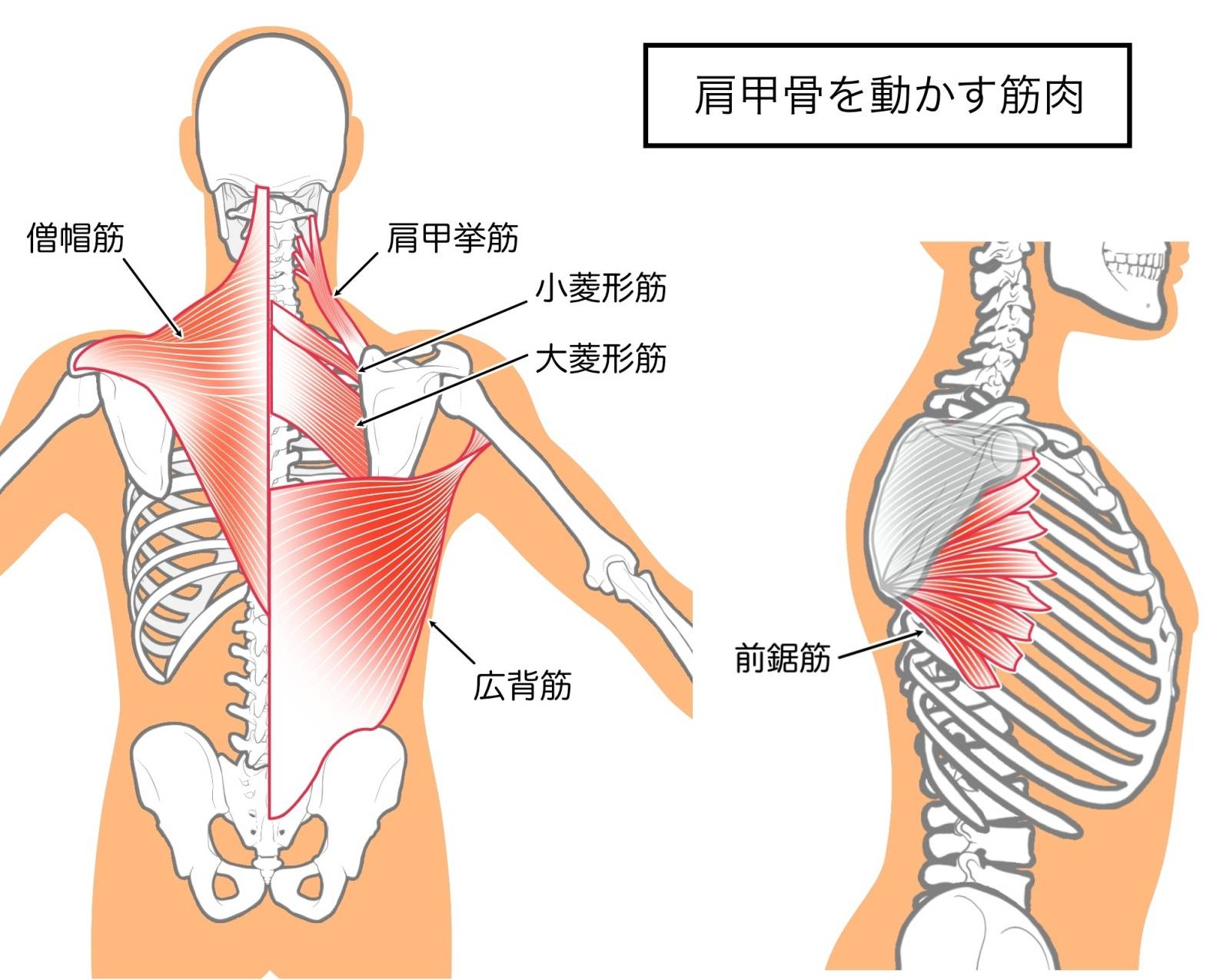 肩甲骨を動かす筋肉
