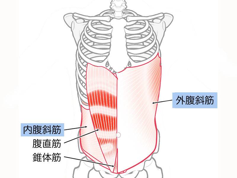 腹斜筋