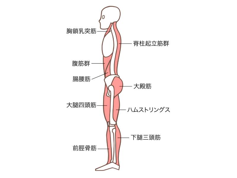 抗重力筋