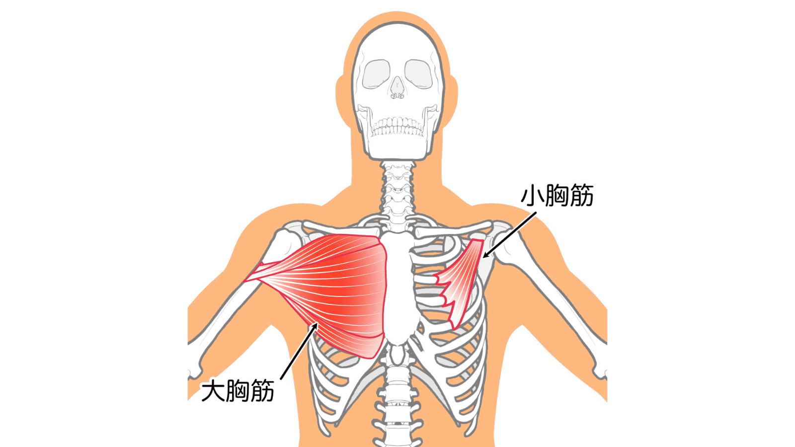 大胸筋　小胸筋　イラスト