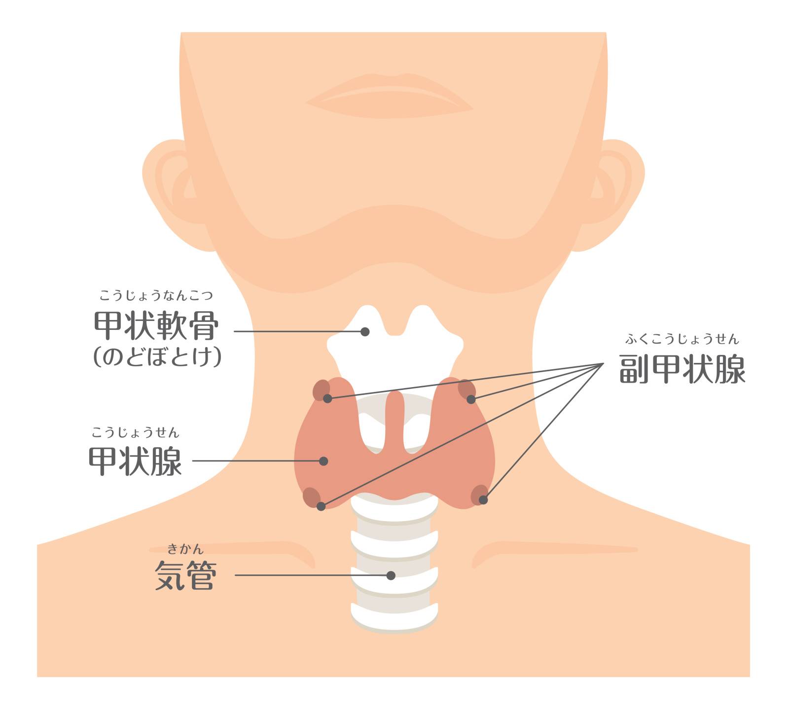 甲状腺
