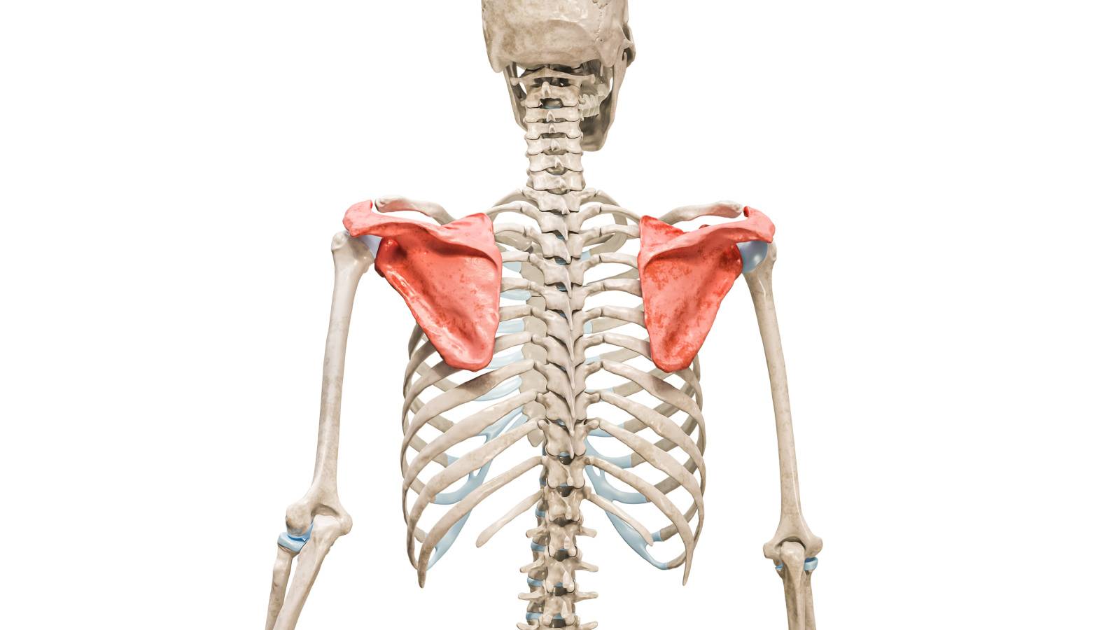 【肩甲骨の６つの動きを網羅！】体が硬さや姿勢の悪さを改善する「上半身すっきり肩甲骨ストレッチ」