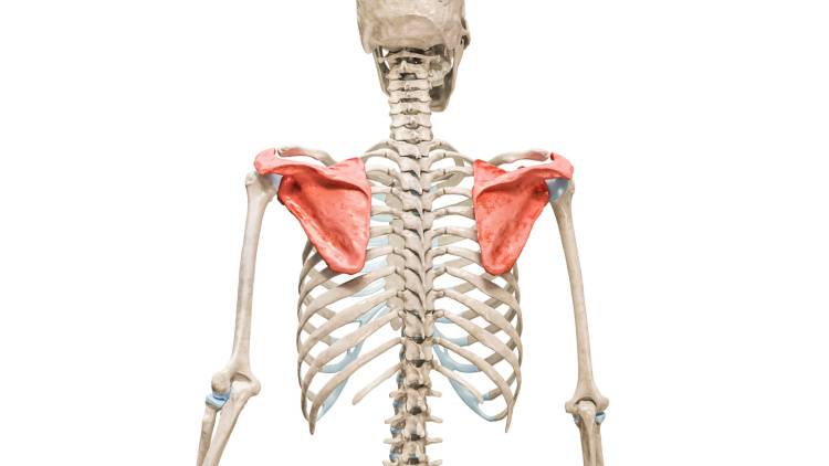 【肩甲骨の６つの動きを網羅！】体が硬さや姿勢の悪さを改善する「上半身すっきり肩甲骨ストレッチ」