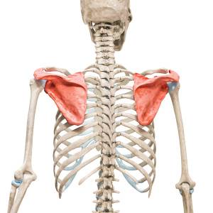 【肩甲骨の６つの動きを網羅！】体が硬さや姿勢の悪さを改善する「上半身すっきり肩甲骨ストレッチ」