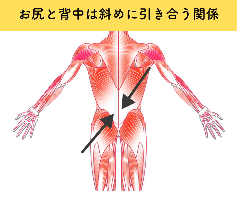 お尻と背中の筋肉