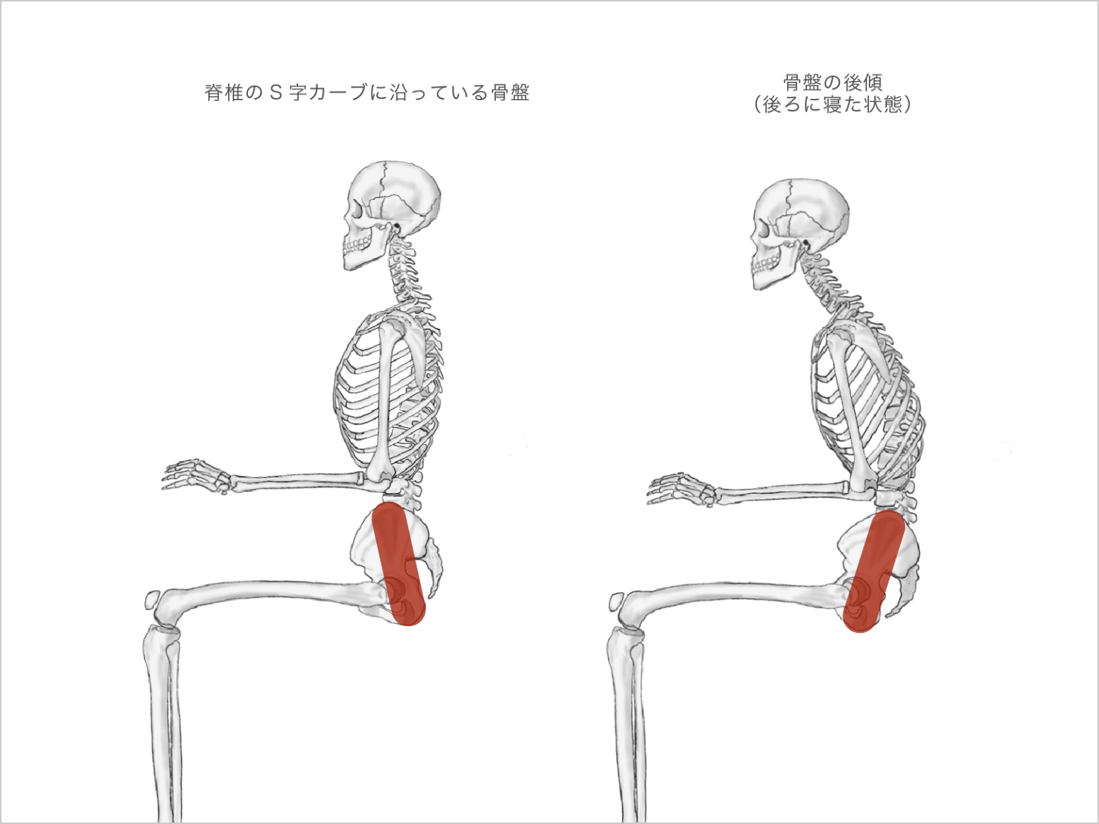 座っているときの姿勢と骨盤