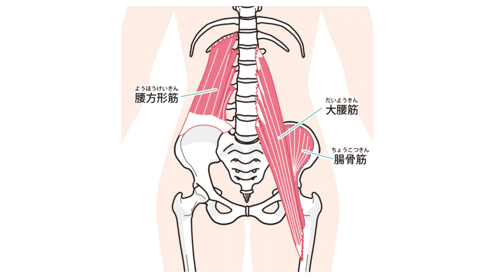 腰まわりの筋肉