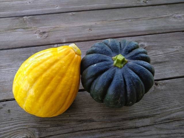 かぼちゃのイメージ