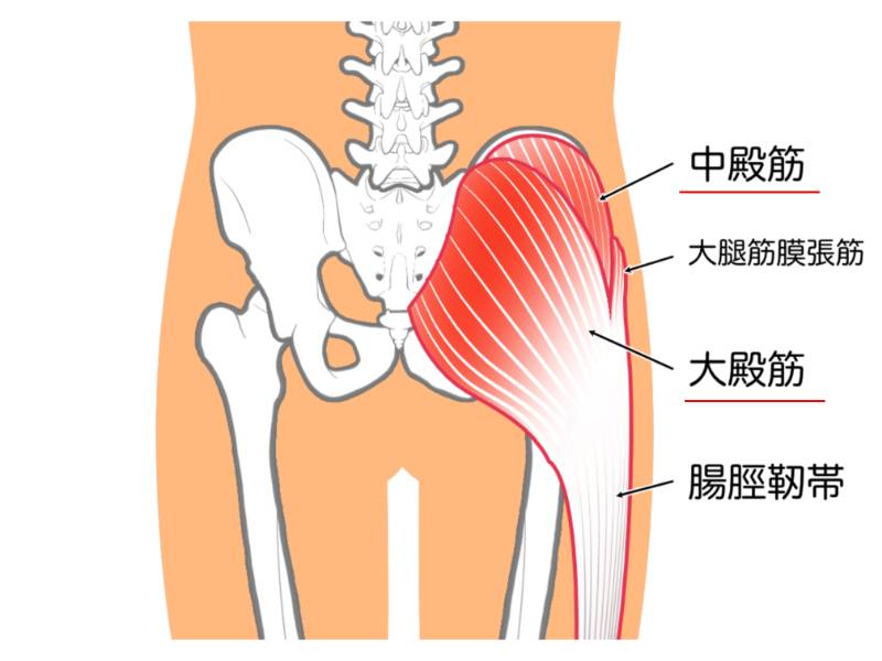 大殿筋と中殿筋