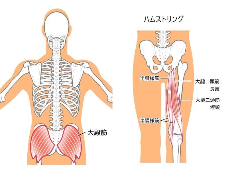 大殿筋とハムストリング