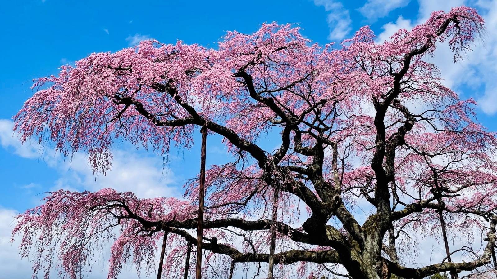 郡山市三春町のしだれ桜