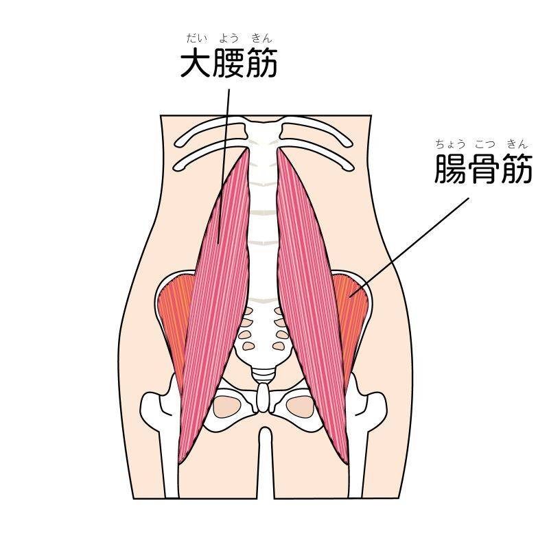 腸腰筋