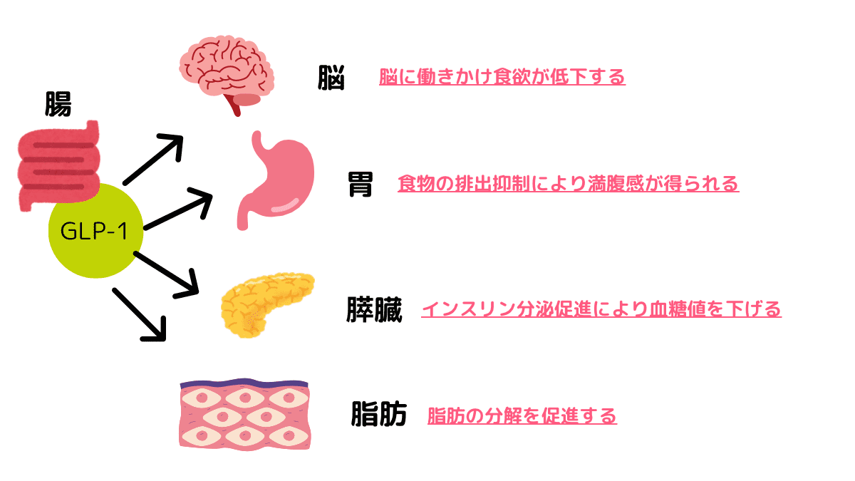 GLP-1とは