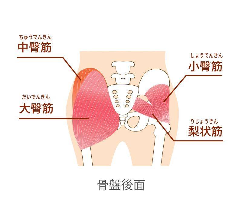 お尻の筋肉