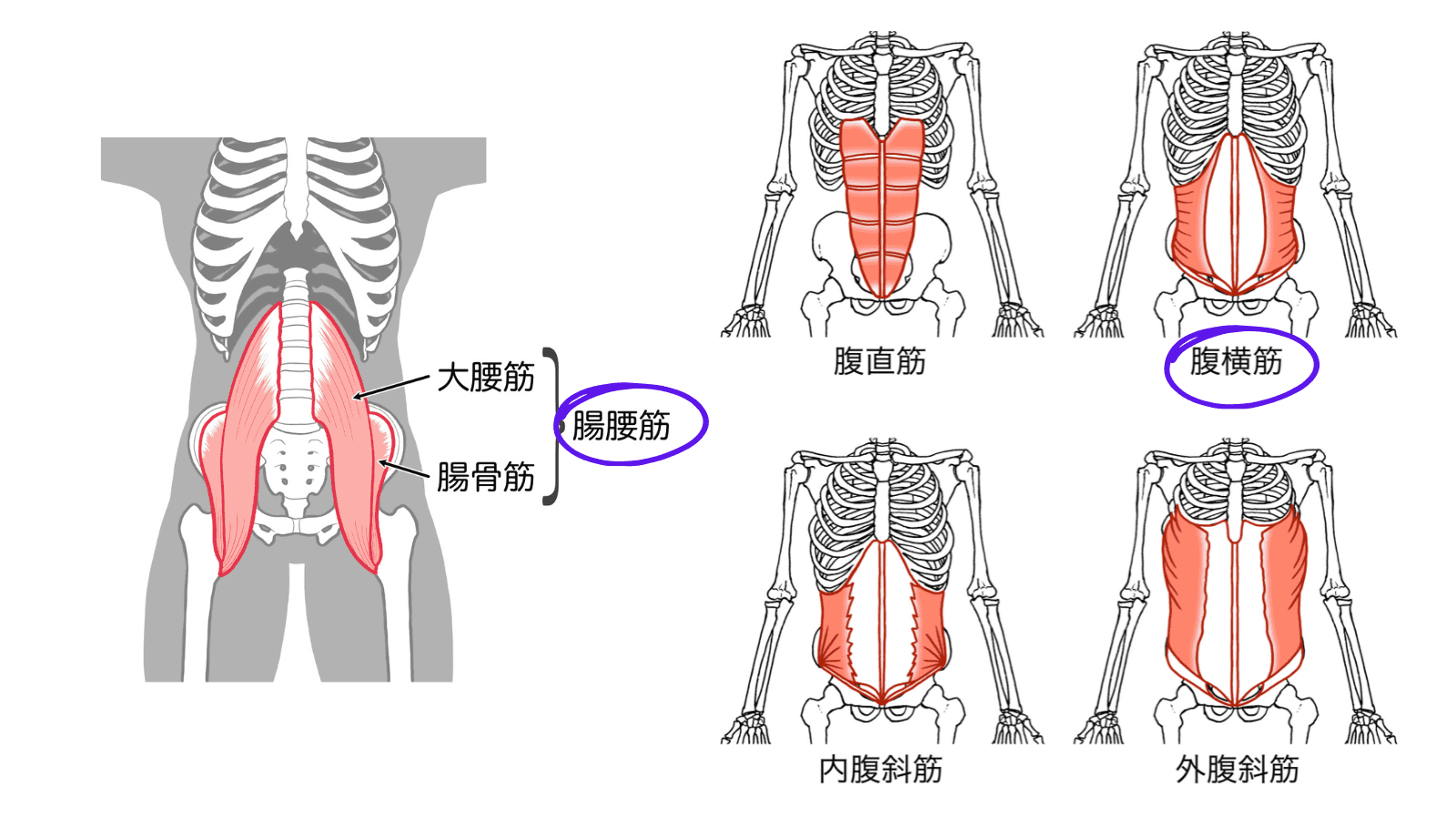 イラスト　腹筋群　腸腰筋