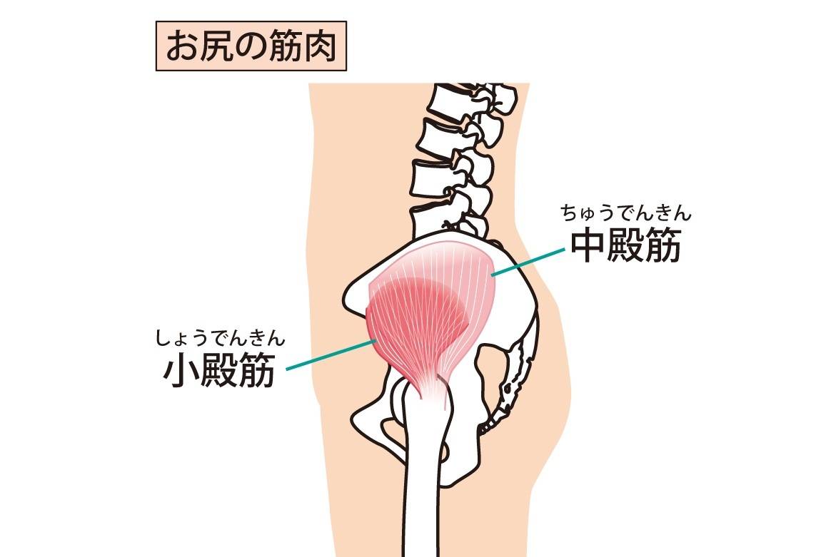 中臀筋