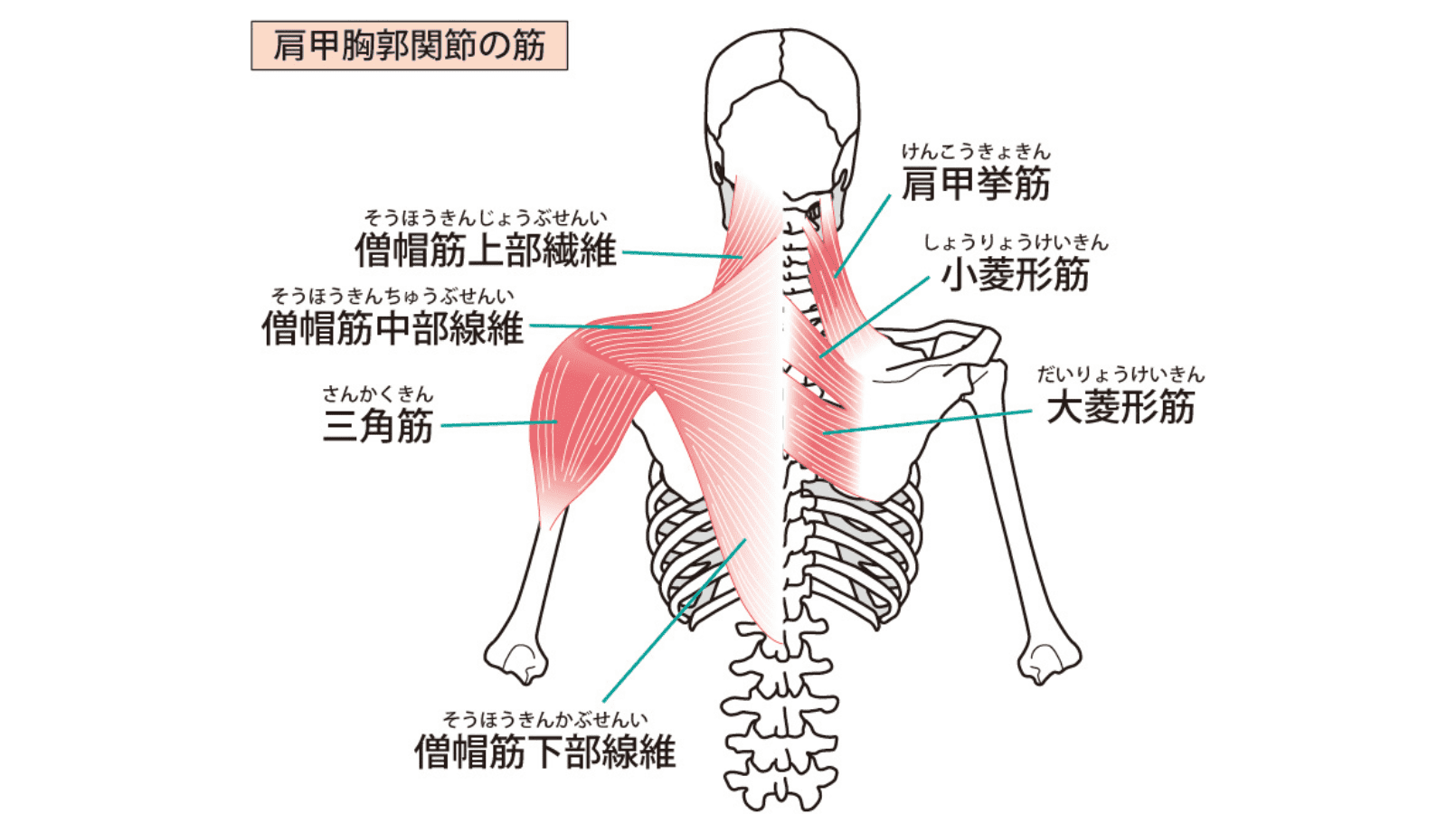 肩甲骨まわりの筋肉