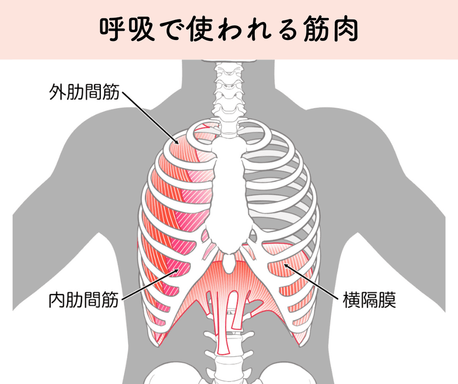 呼吸で使われる筋肉（一部）