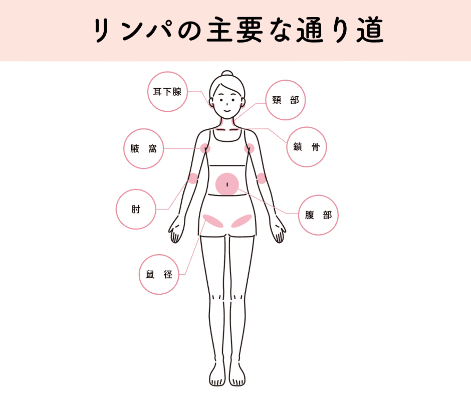 リンパの主要なポイント