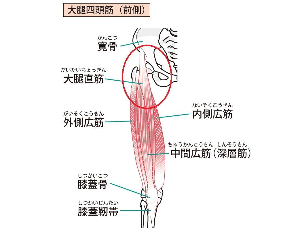 脚の付け根の筋肉