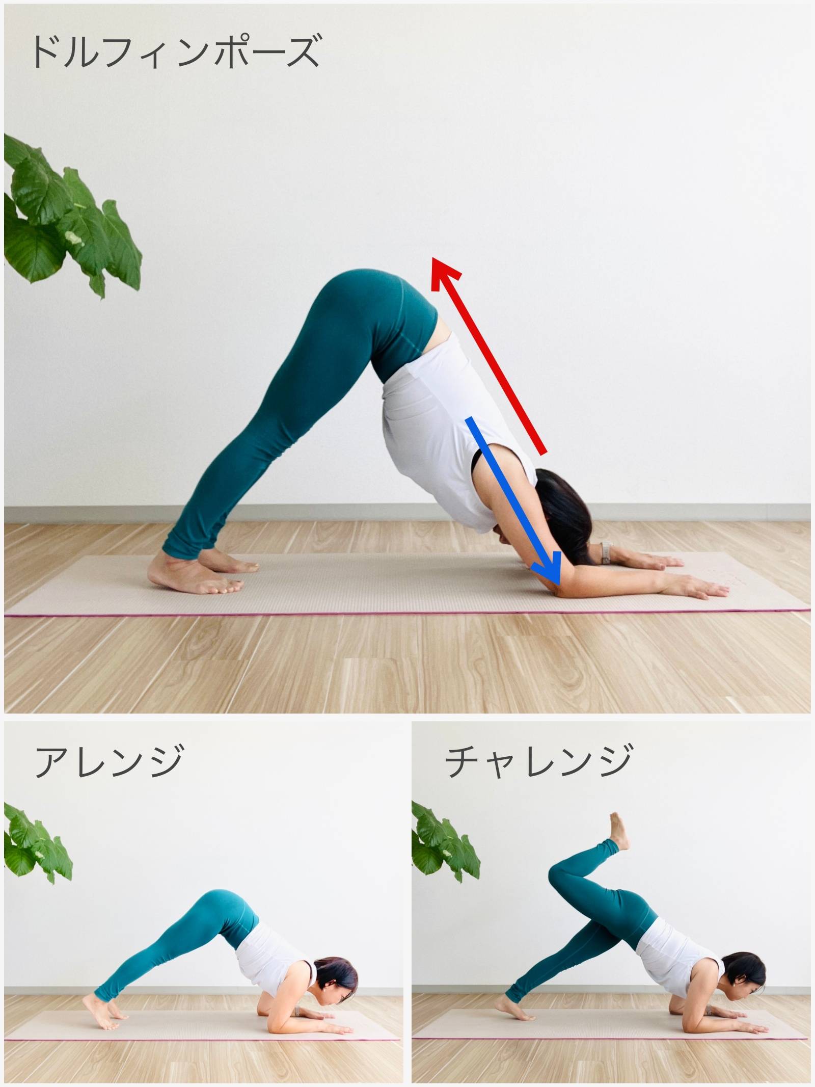 ドルフィンポーズエクササイズ