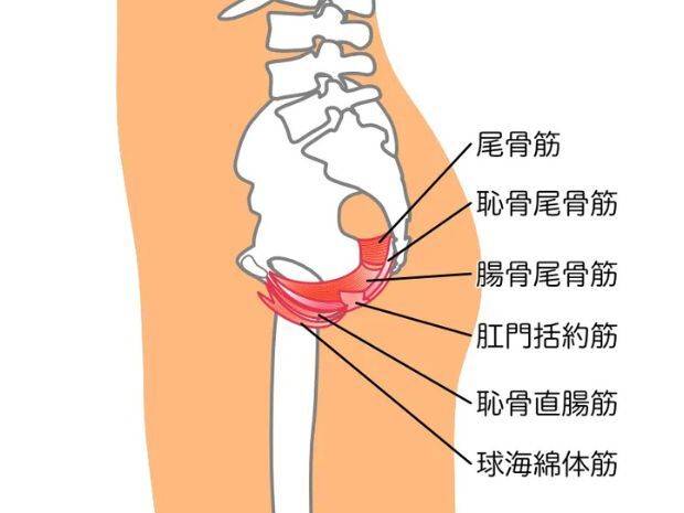 骨盤底筋