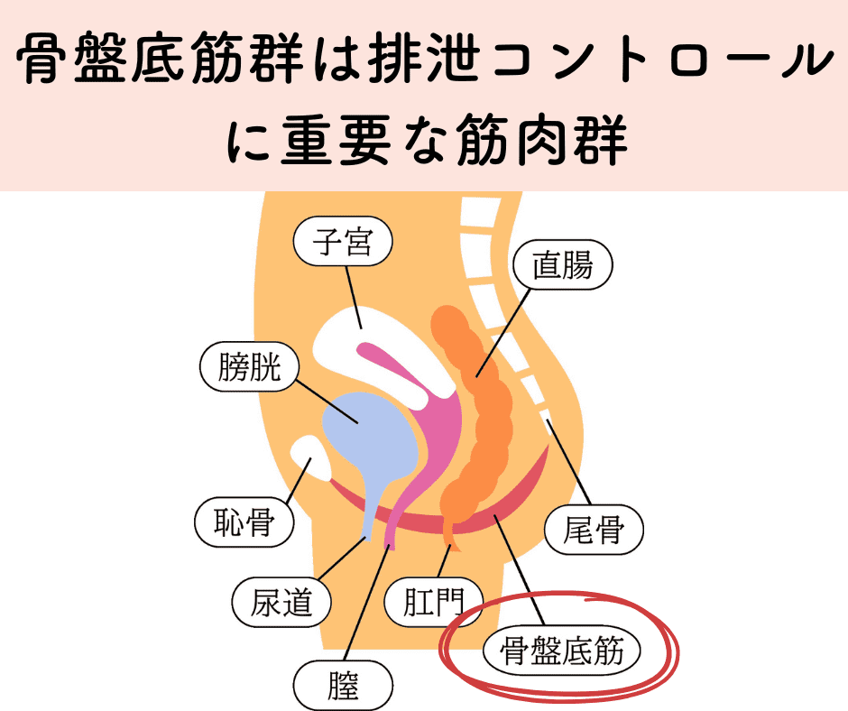 骨盤底筋群_伊藤香奈