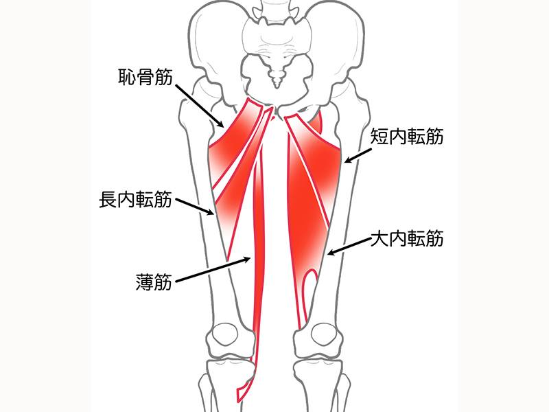 内転筋群
