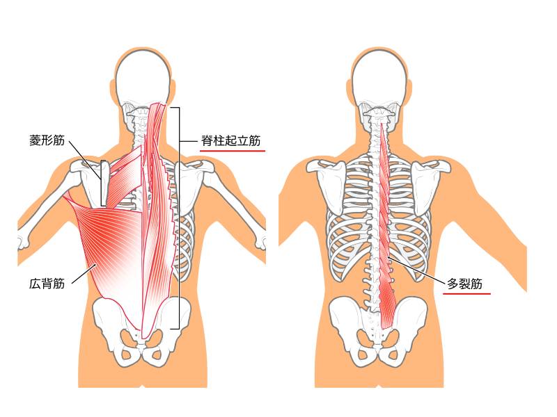 脊柱起立筋・多裂筋
