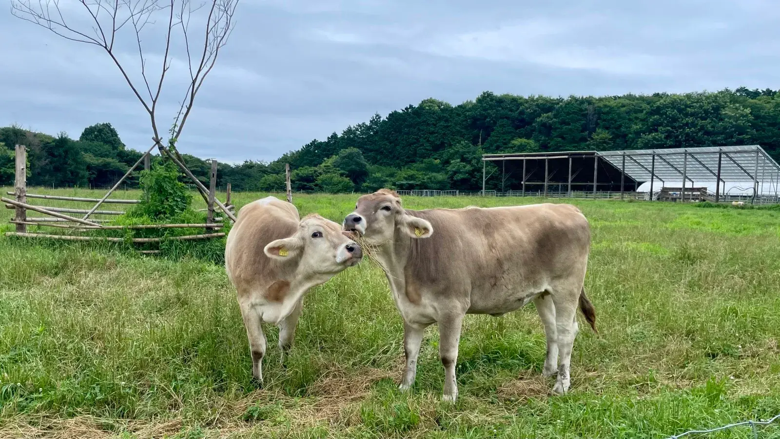 チーズとコーヒー