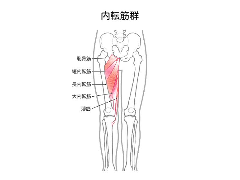 内転筋