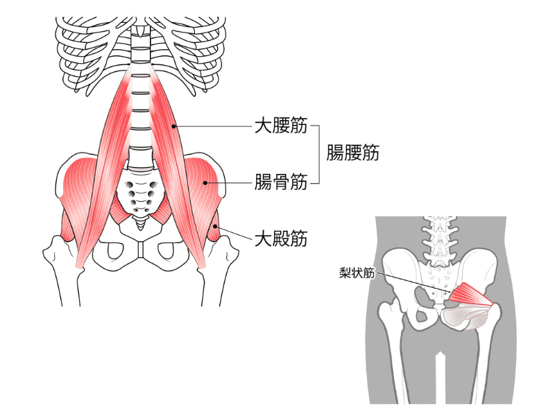腰痛に関係する筋肉
