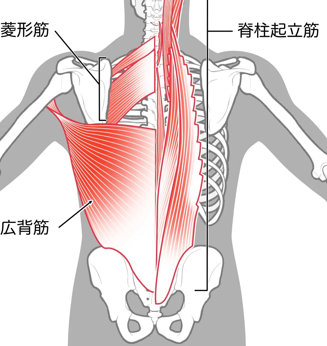 背中の筋肉