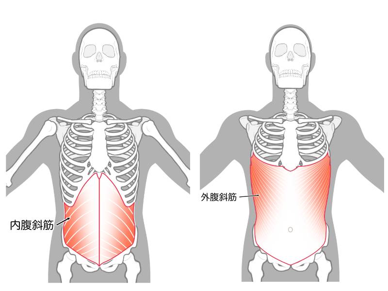 腹斜筋