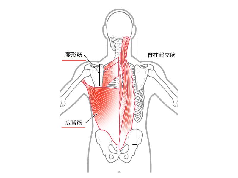 広背筋・菱形筋