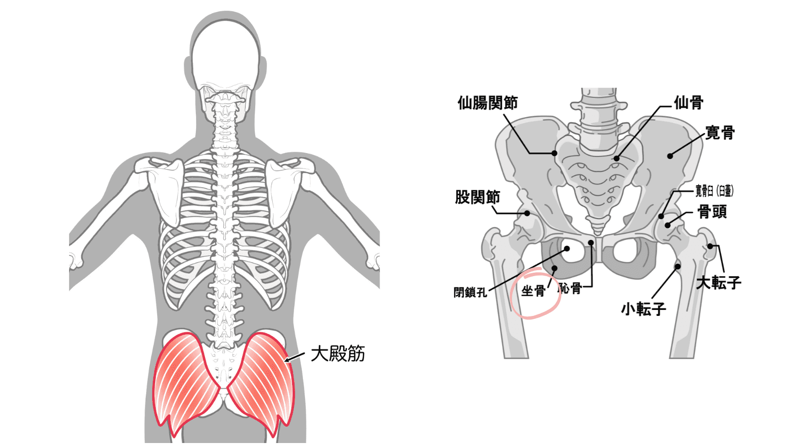 大殿筋　坐骨　イラスト