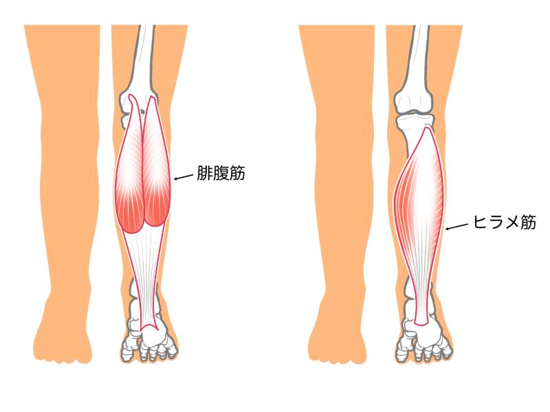 腓腹筋とヒラメ筋