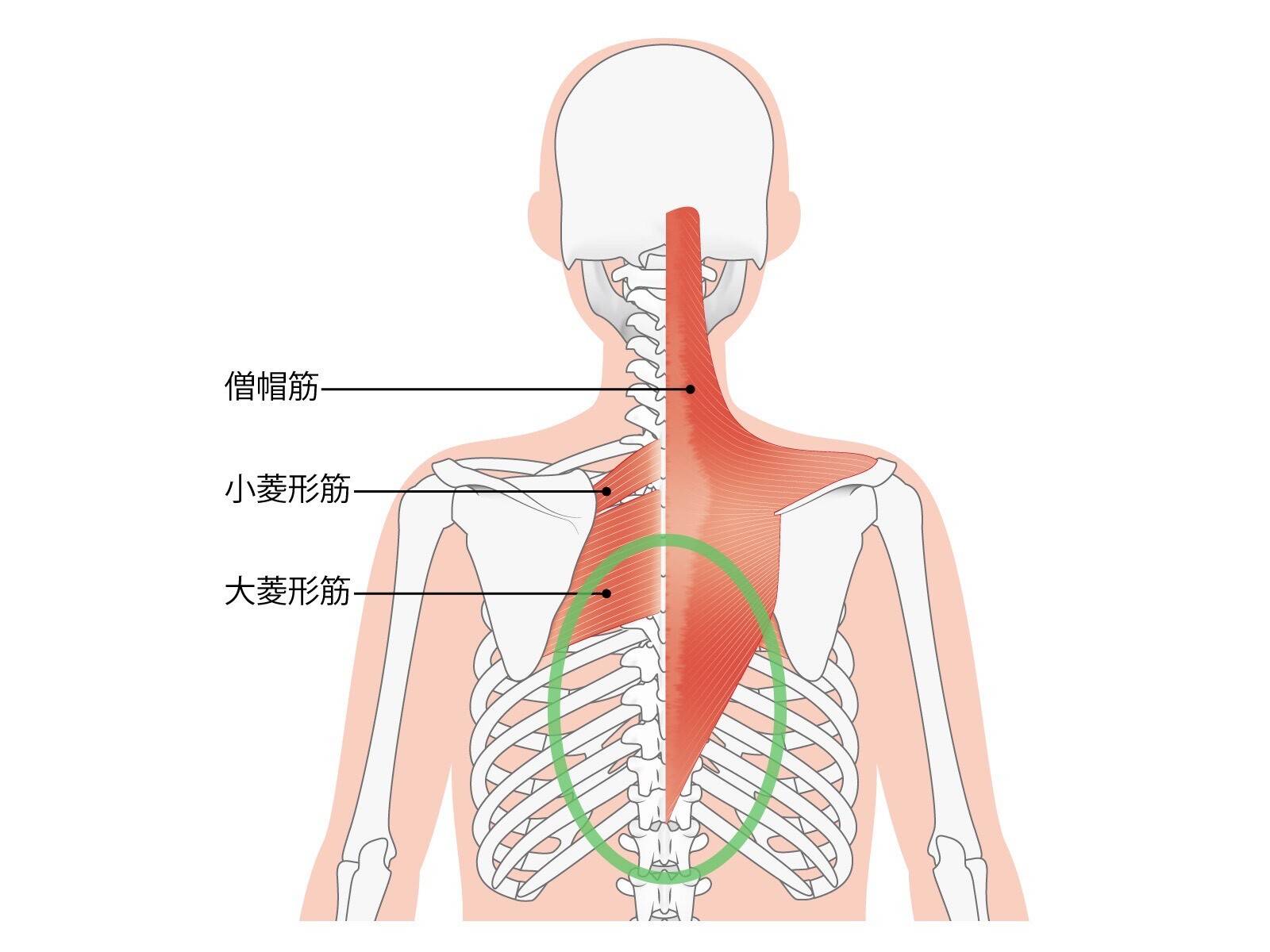 ポイントとなる筋肉