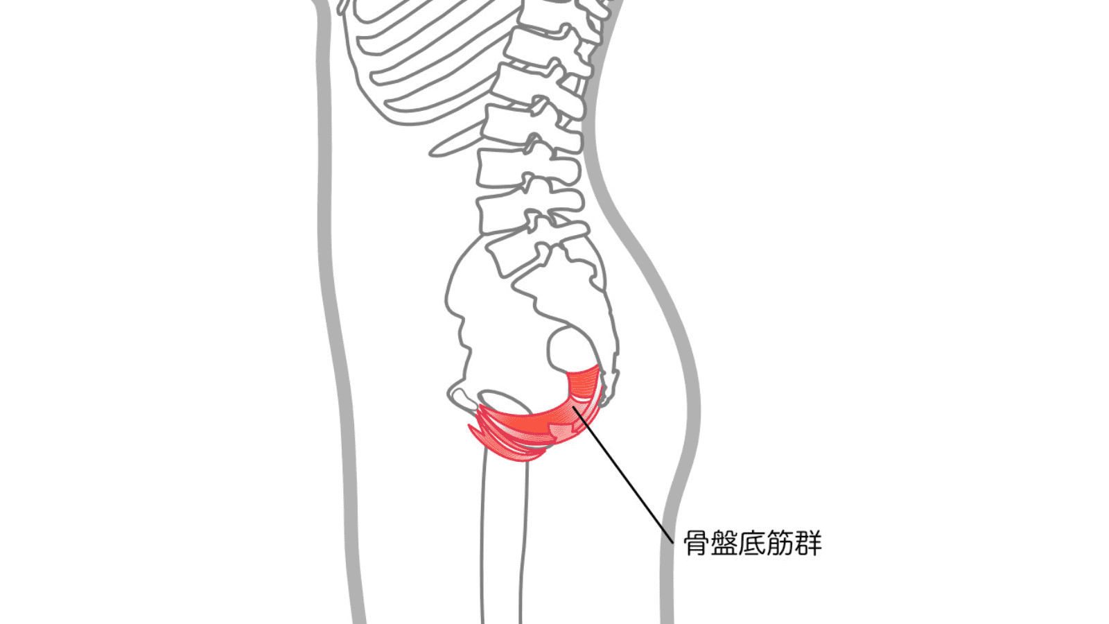 骨盤底筋イラスト