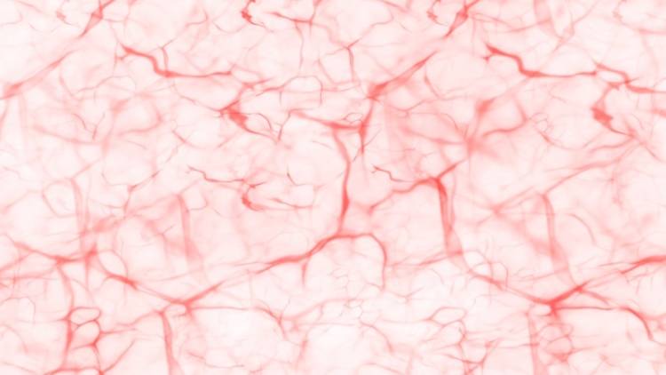 毛細血管の劣化が脳の老化を加速？認知症リスクを下げるための「食と生活習慣」の整え方｜医師が解説