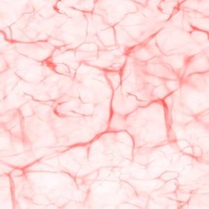 毛細血管の劣化が脳の老化を加速？認知症リスクを下げるための「食と生活習慣」の整え方｜医師が解説