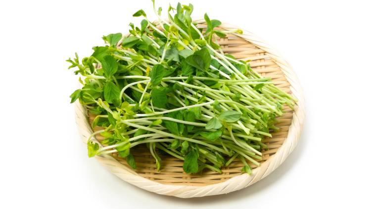 豆苗がすごい！“再生野菜”なのに栄養はほうれん草級？！管理栄養士がおすすめする理由