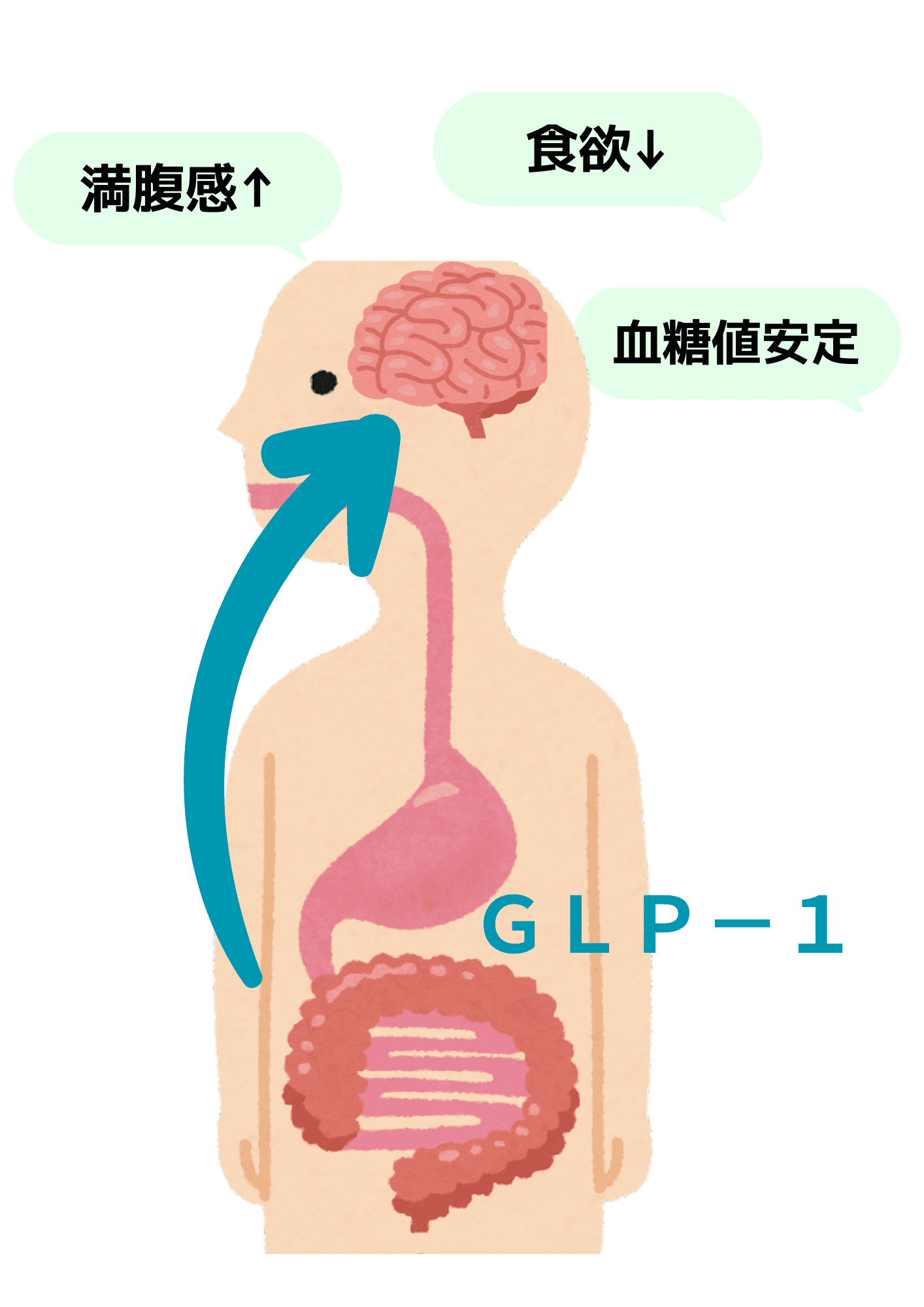 GLP-1作用イメージ