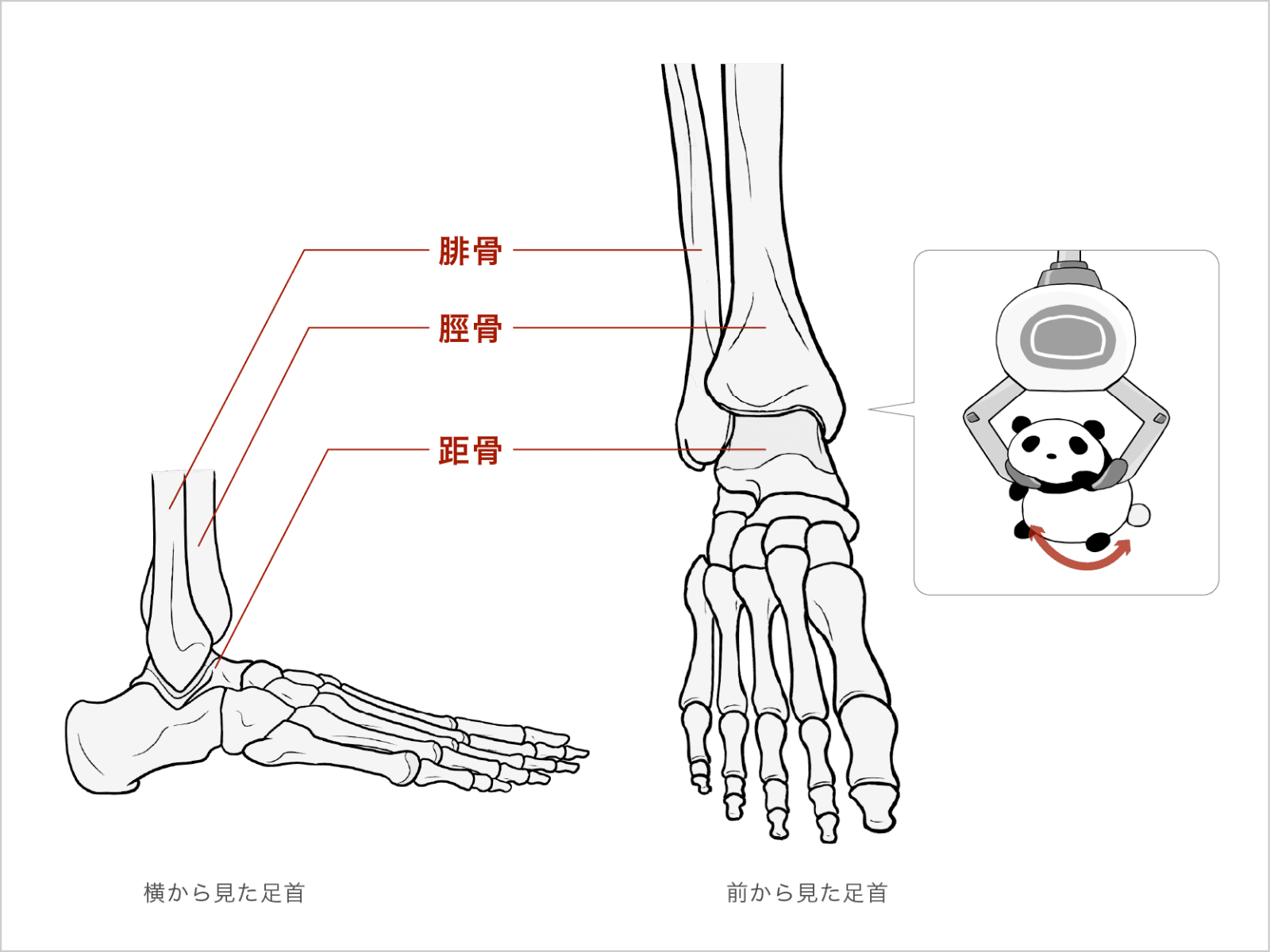 足首の構造