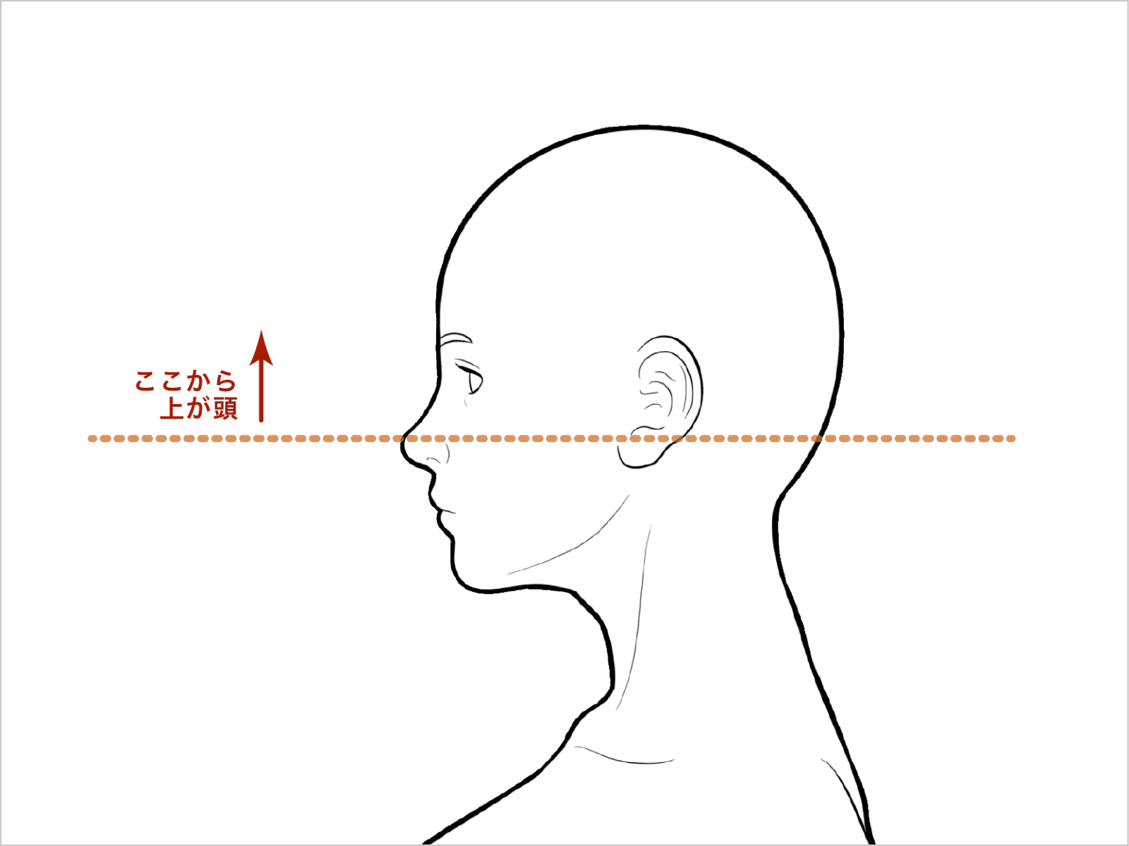 頭は耳たぶよりも高いところにある