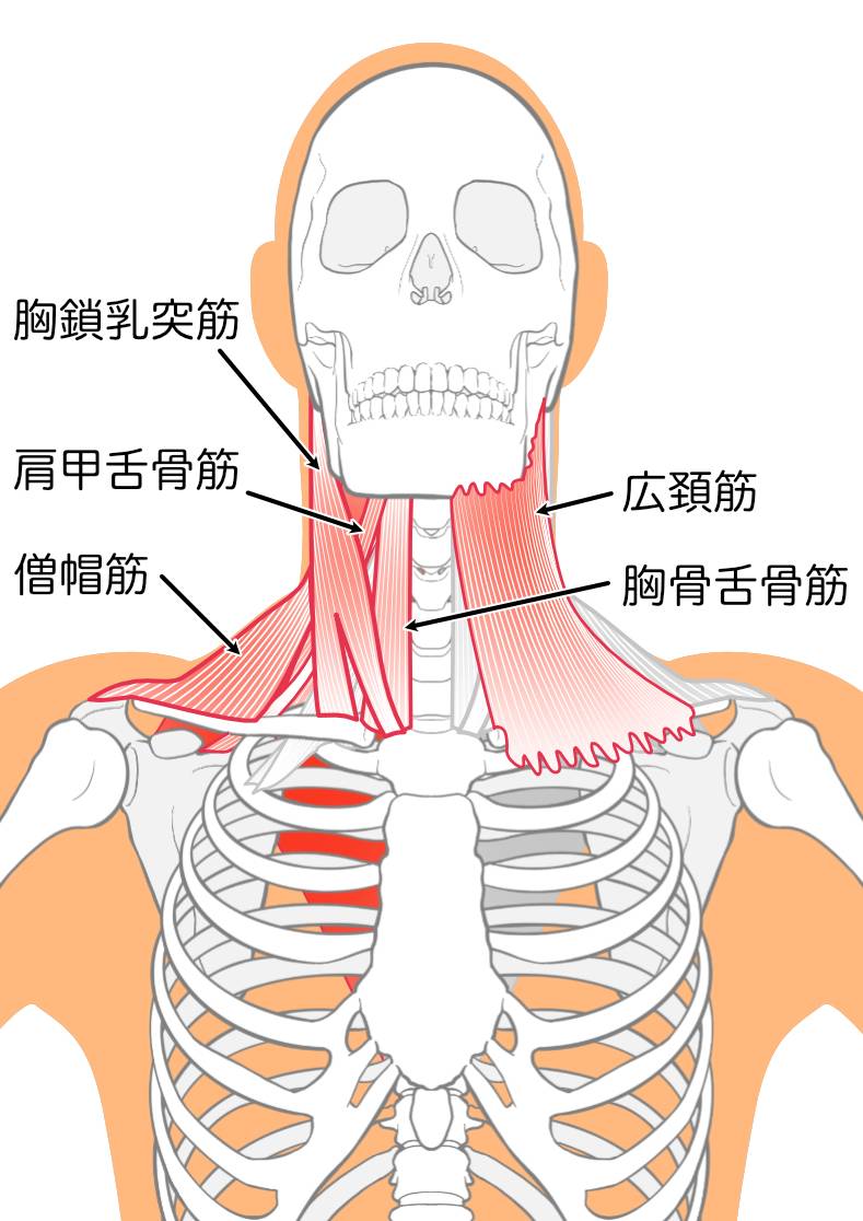 頚周囲の筋肉