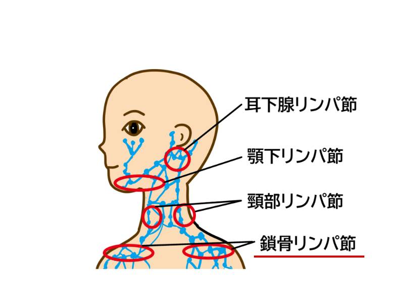 鎖骨リンパ節