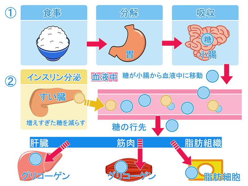 インスリンのはたらき
